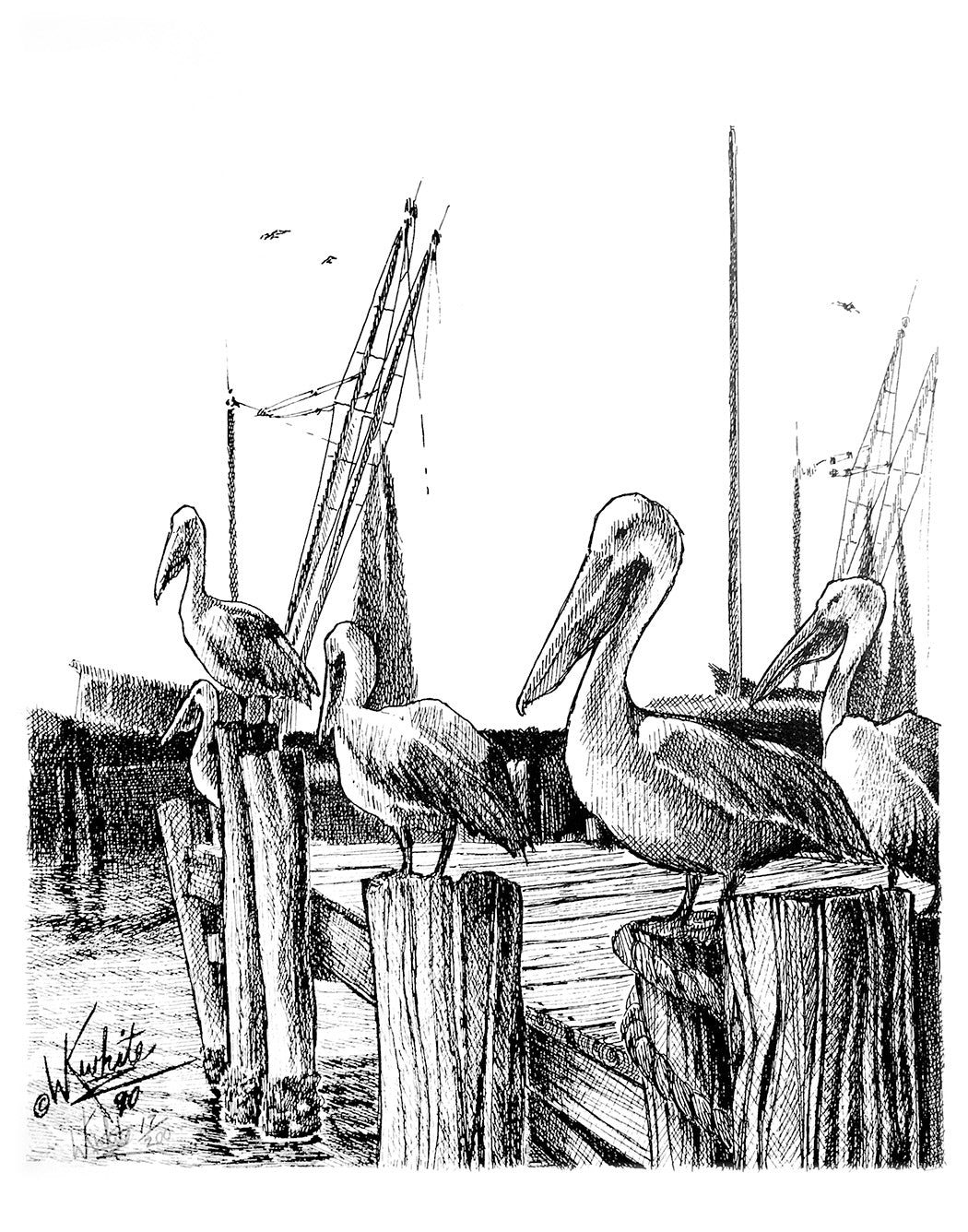 Pelicans