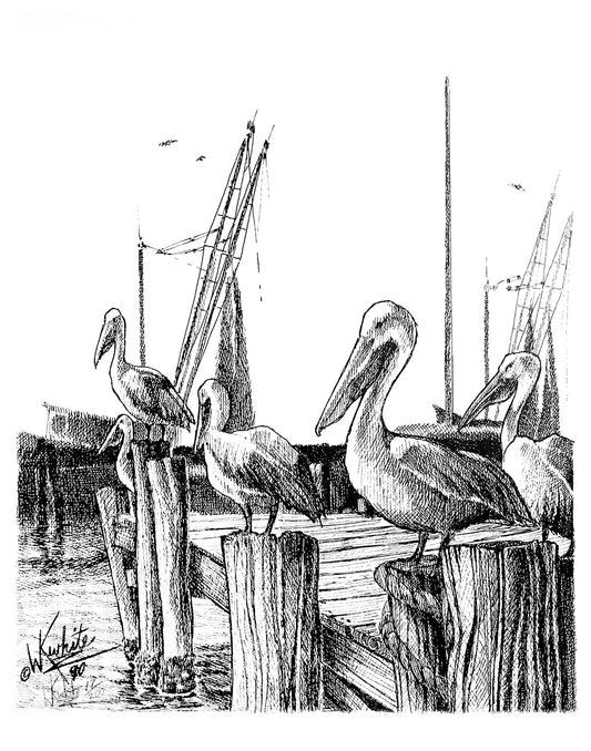 Pelicans