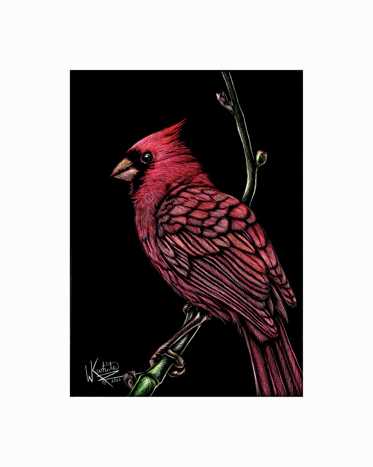 Red Cardinal - Print